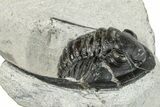 Detailed Diademaproetus Trilobite Fossil - Morocco #271904-2